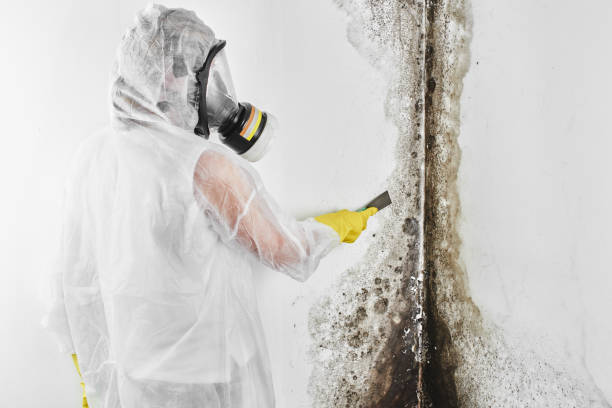 Best Commercial Mold Removal  in Limesa, CA