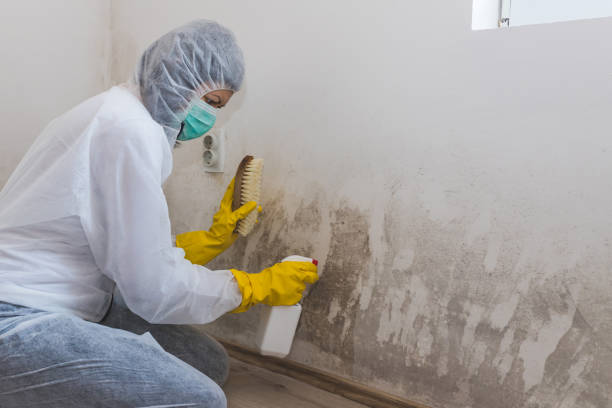 Mold Removal and Inspection in Calimesa, CA