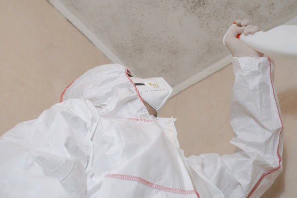 Mold Removal Process in Calimesa, CA