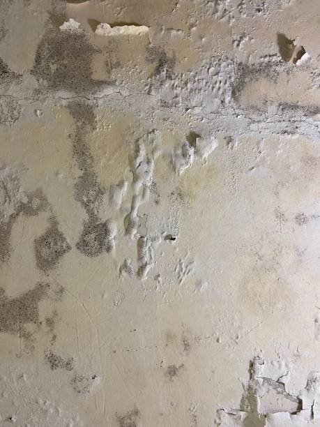 Best Black Mold Removal  in Limesa, CA