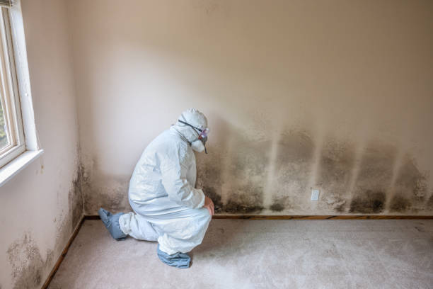 Best Fast Mold Removal  in Limesa, CA
