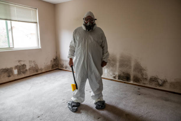 Trusted Calimesa, CA Mold Removal Experts