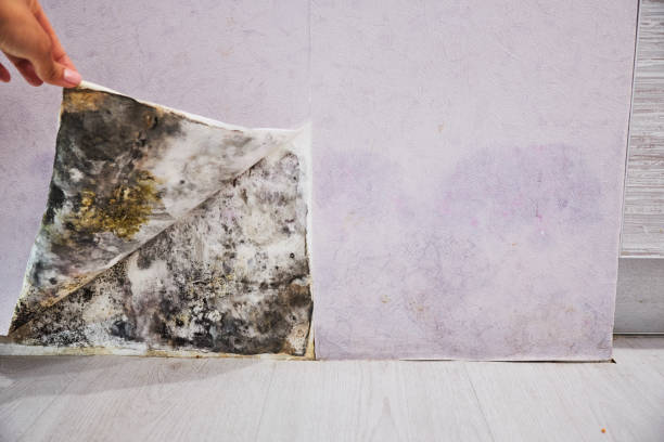 Home Mold Removal in Calimesa, CA